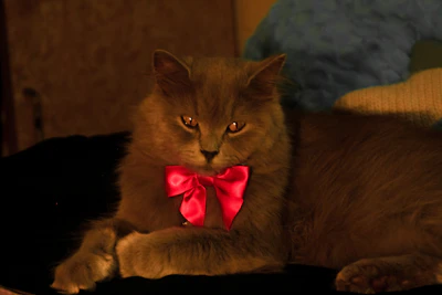A fluffy cat with a pink bow tie lounging comfortably on a vibrant cushion.