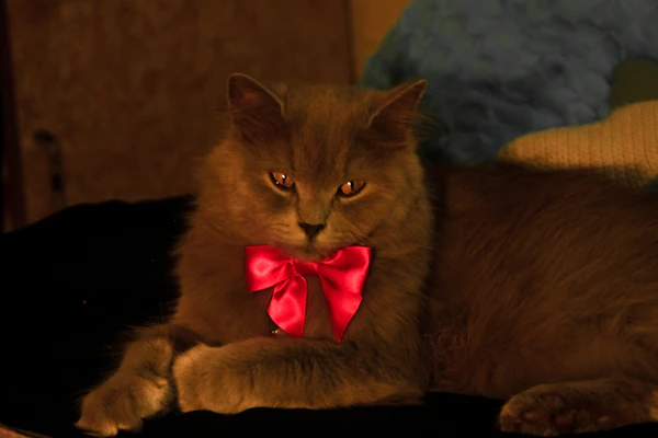 A sleek cat with a delicate pink bow tie, lounging gracefully on a cozy cushion.