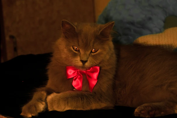A fluffy cat with a pink bow tie lounging on a vibrant patterned cushion.
