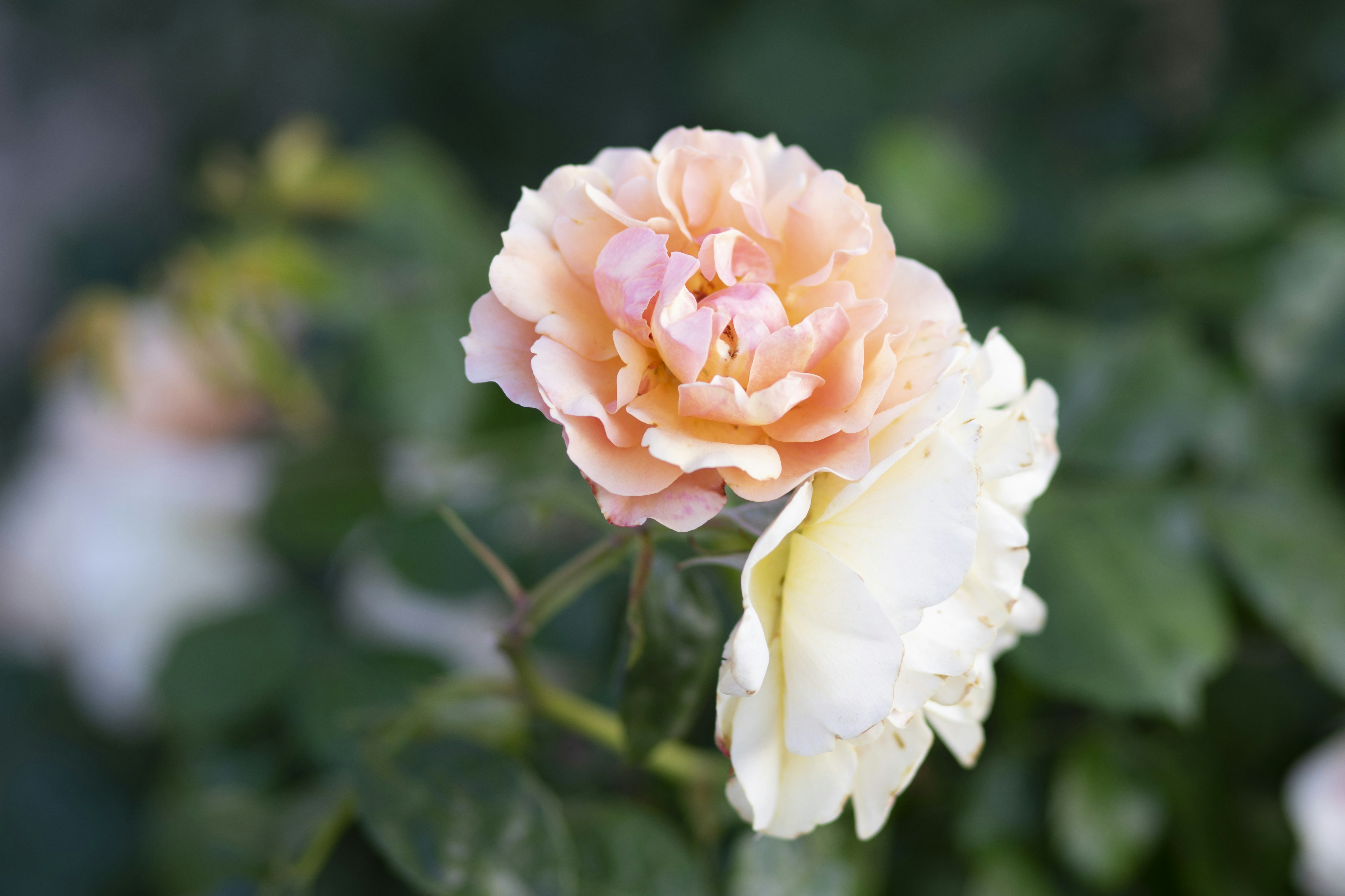 Photo by denisseleon