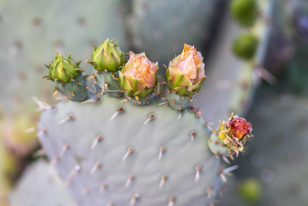 pink and green flower buds in tilt shift lens