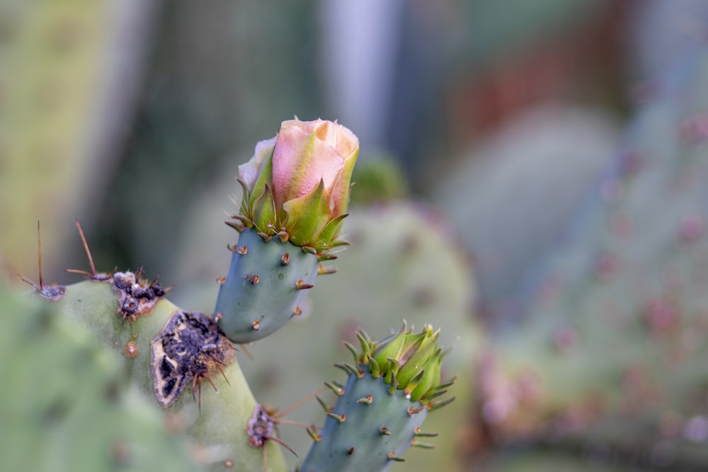 green and yellow flower bud