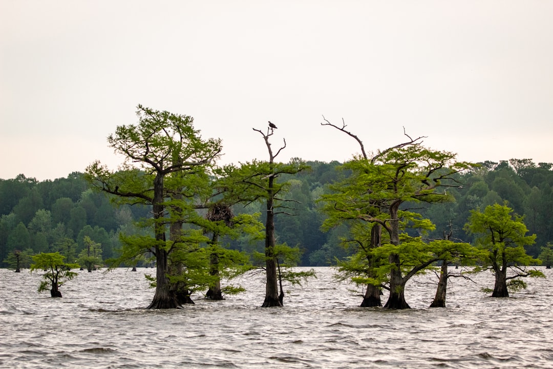green trees on body of water during daytime, An osprey sits on the top of a cypress tree in Reelfoot Lake.