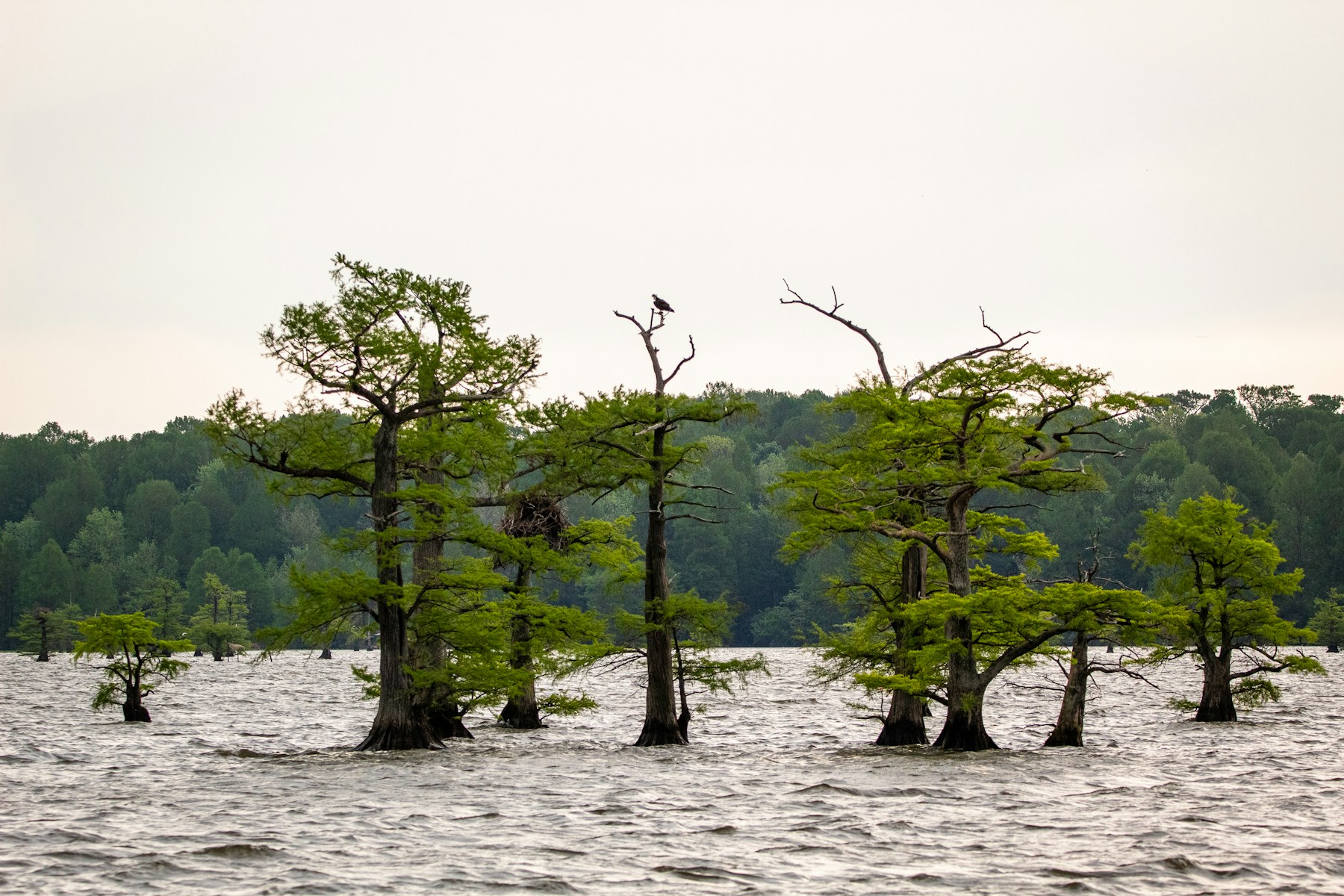 green trees on body of water during daytime