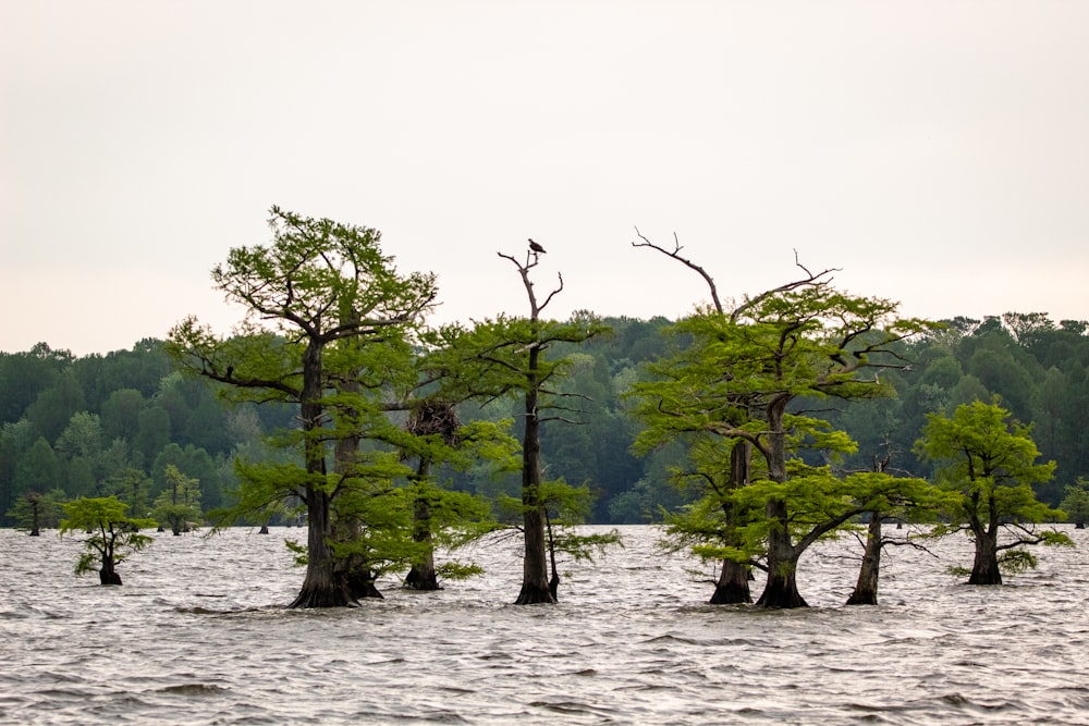 Árboles verdes en el cuerpo de agua durante el día