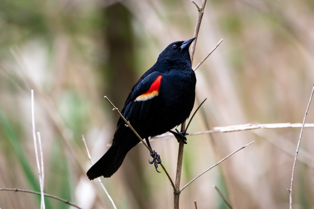 black bird on brown tree branch during daytime