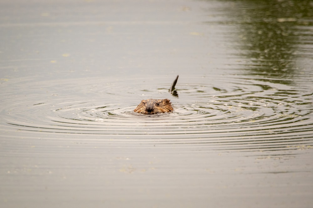 Animal marrón en el agua durante el día