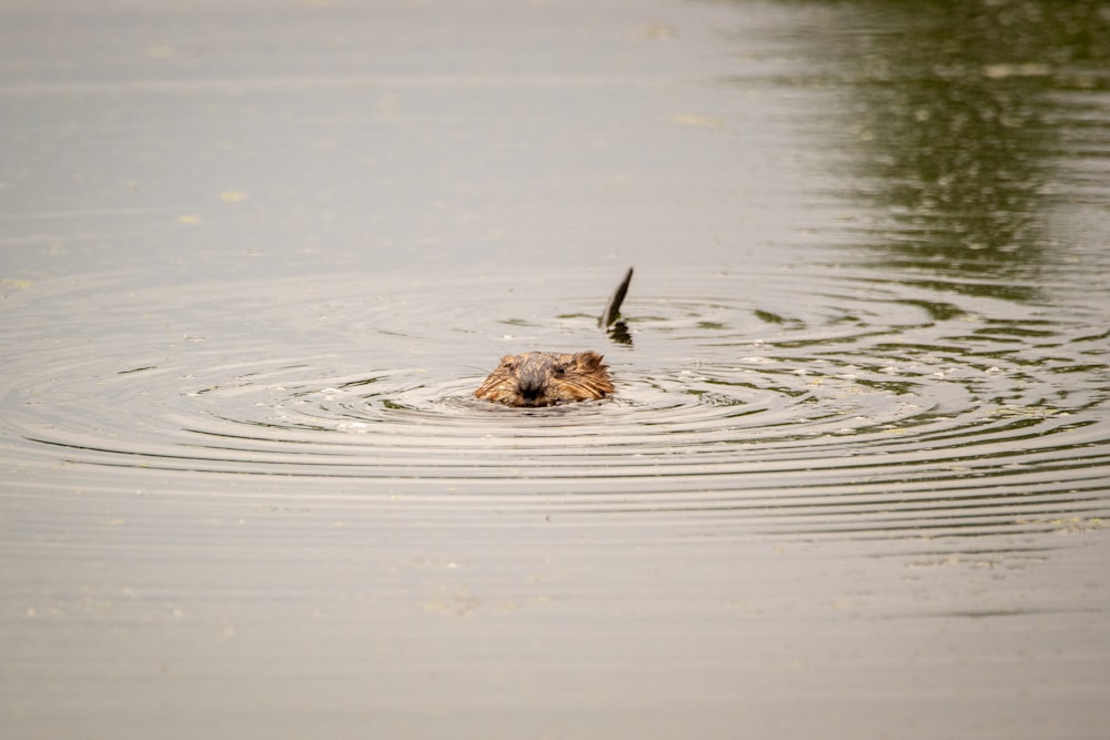 brown animal in water during daytime