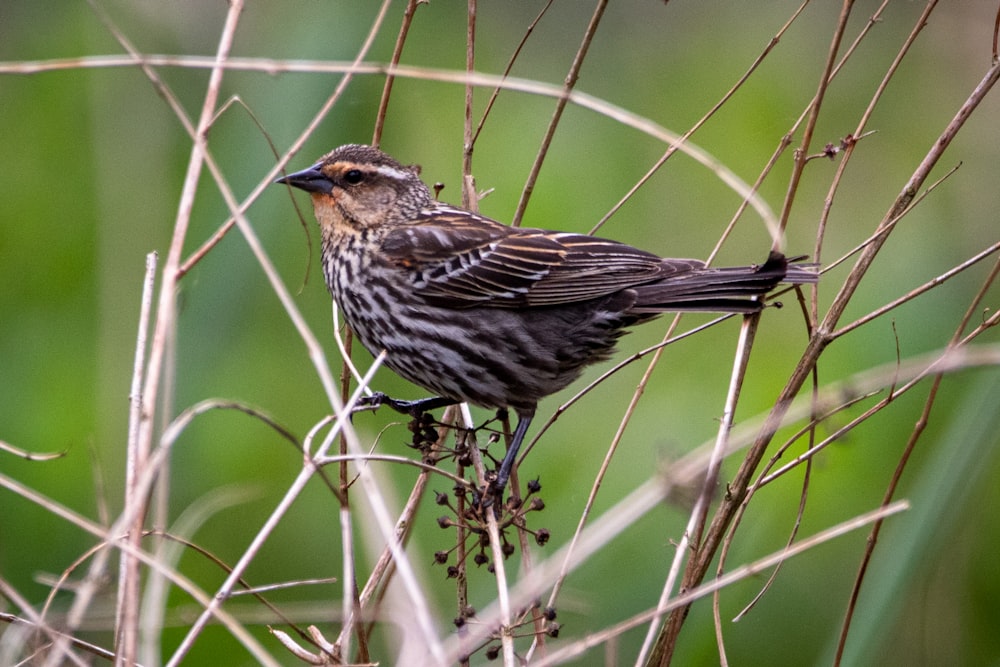 brown bird perched on brown tree branch during daytime