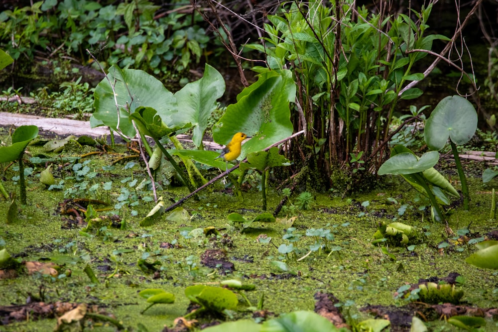 green plant on water during daytime