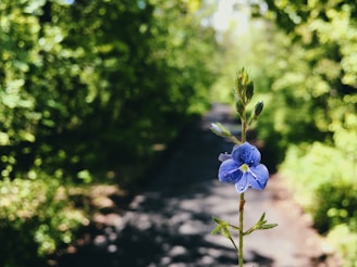 purple flower in tilt shift lens