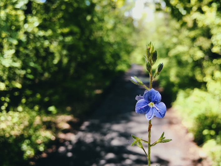purple flower in tilt shift lens