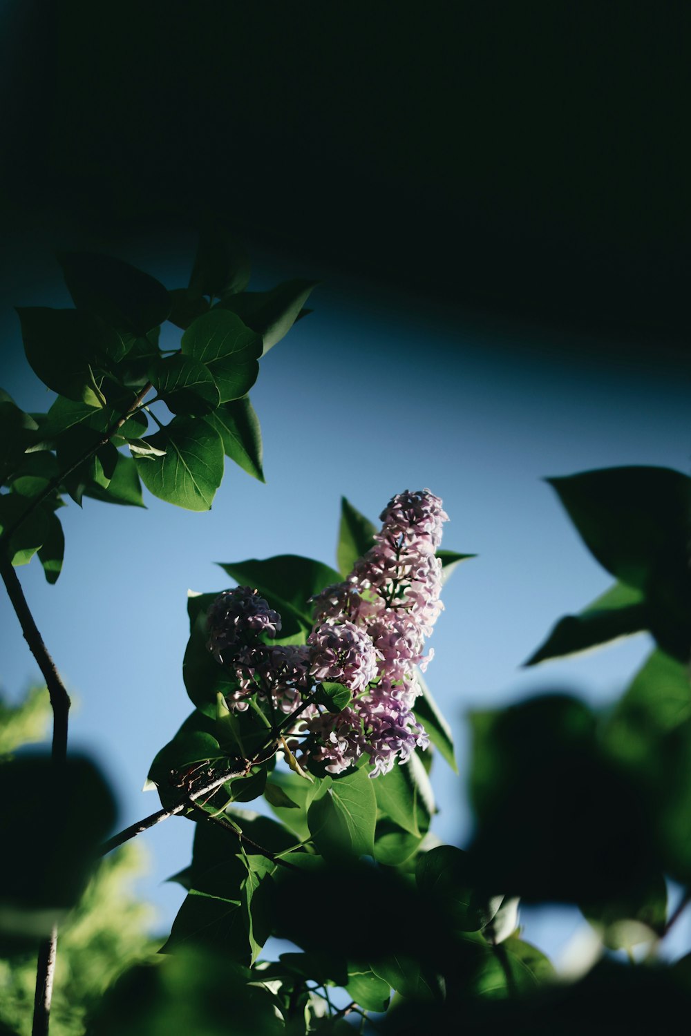 a close up of a purple flower on a tree