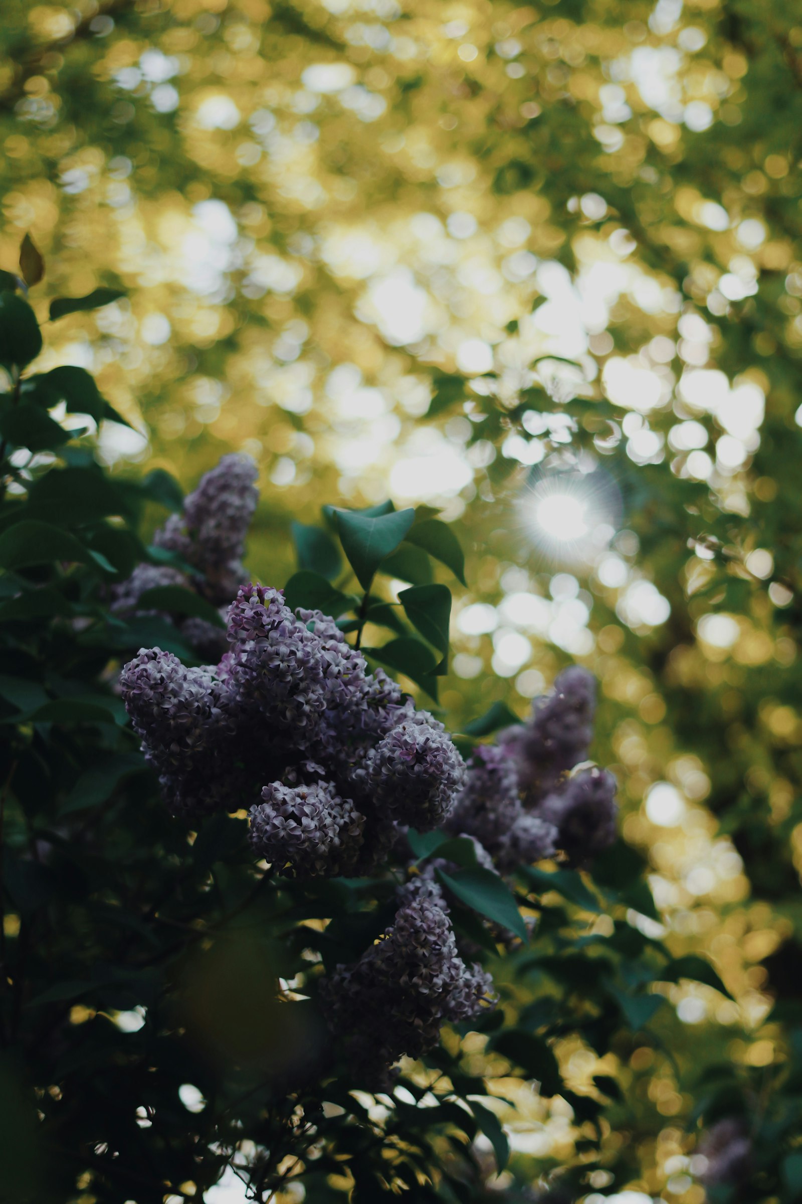 Canon EOS 80D + Canon EF 40mm F2.8 STM sample photo. Purple flowers in tilt photography