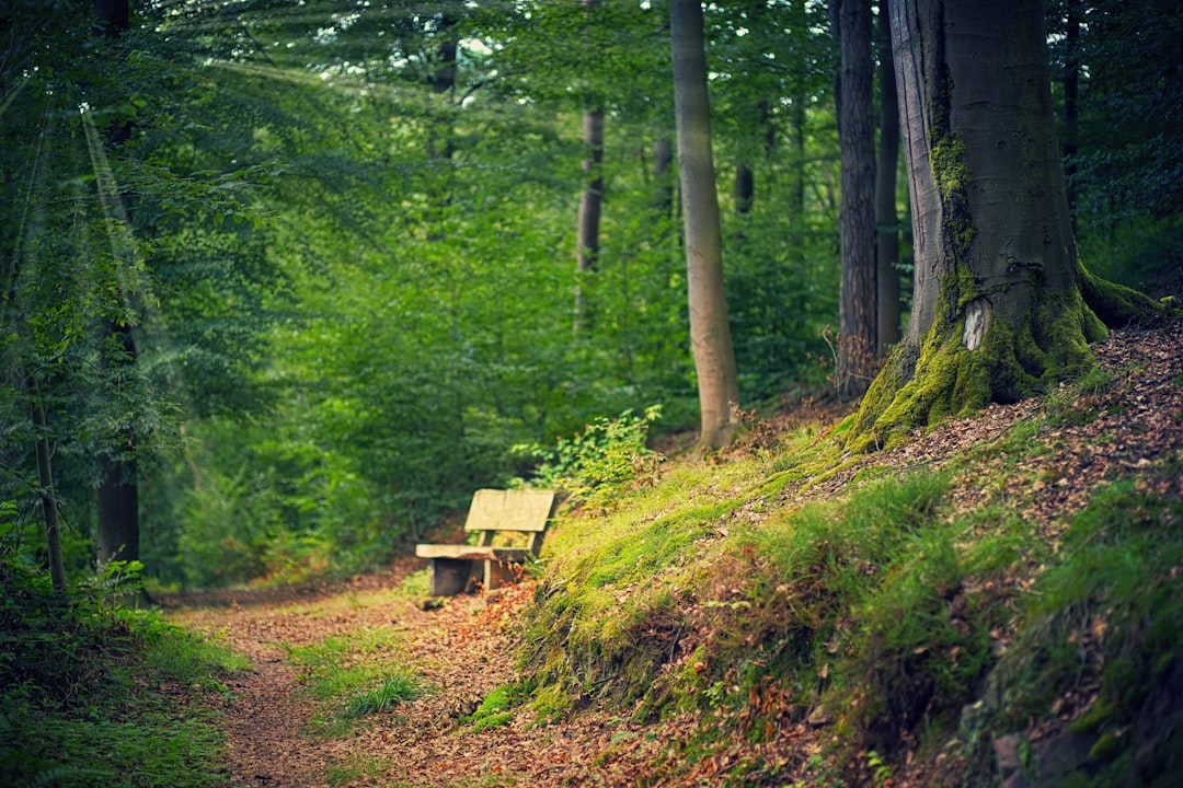 brown wooden bench on forest during daytime