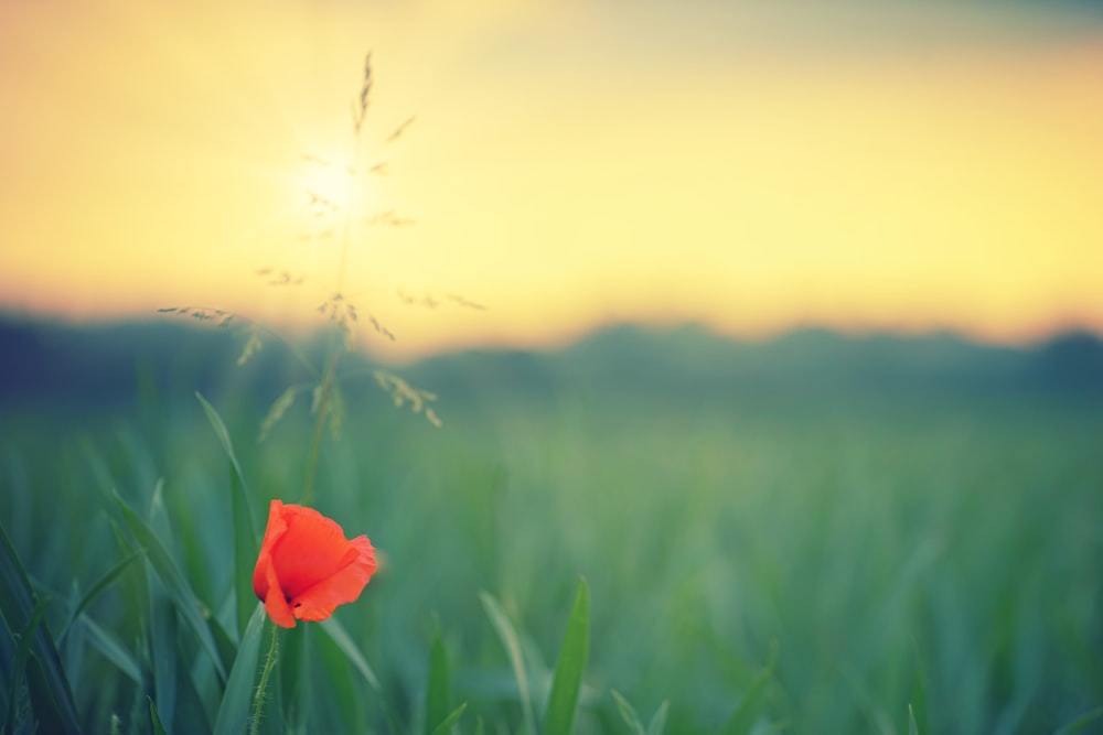 red flower in green grass field during daytime