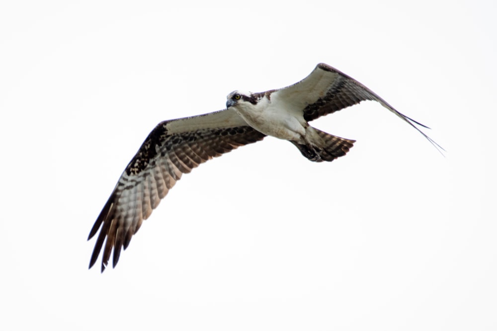 white and brown bird flying