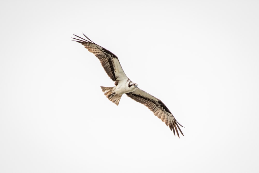 brown and white bird flying