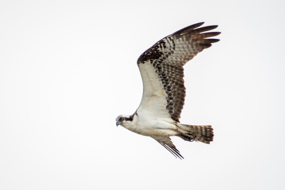 white and brown bird flying