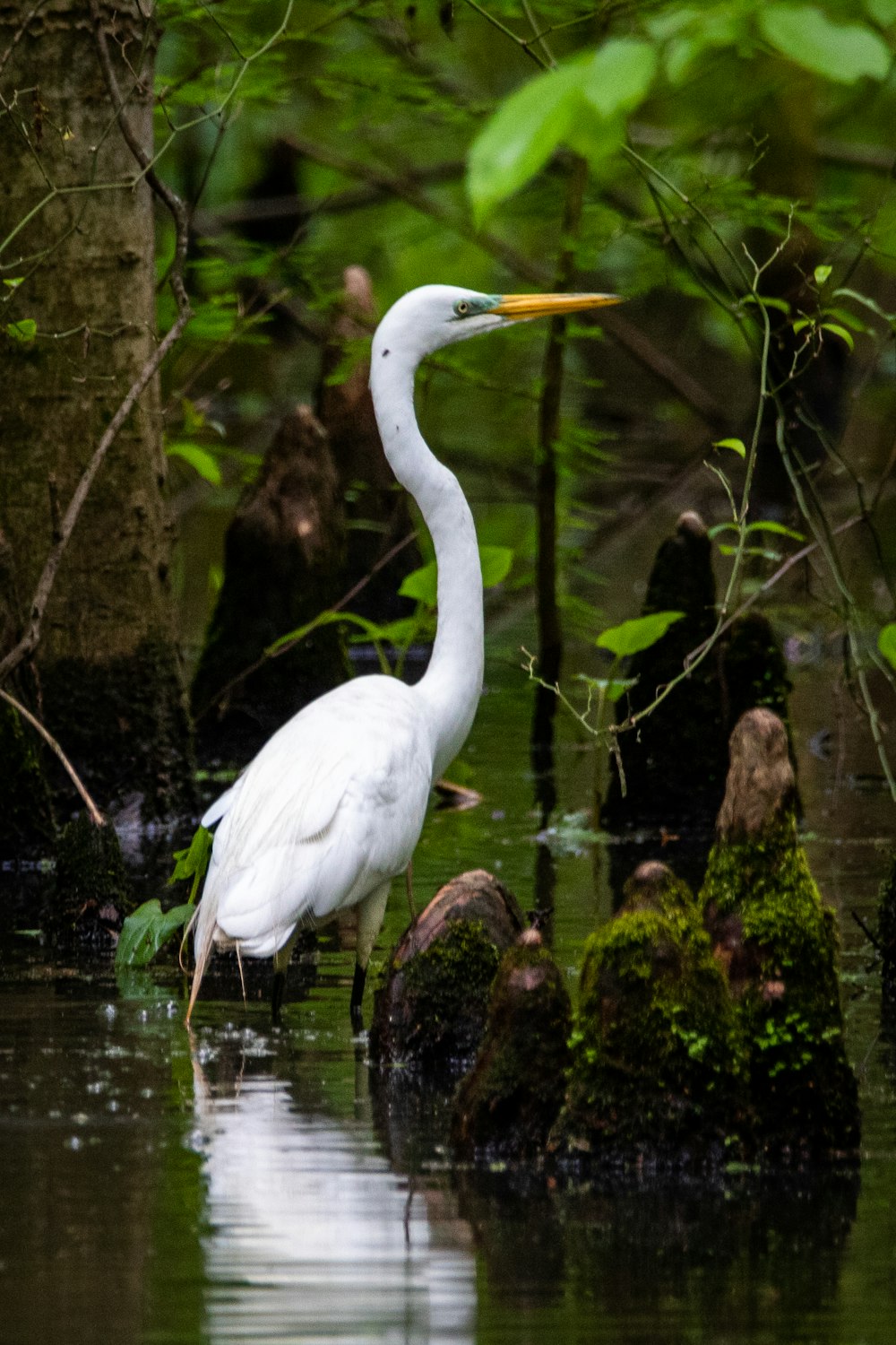 a white bird is standing in the water