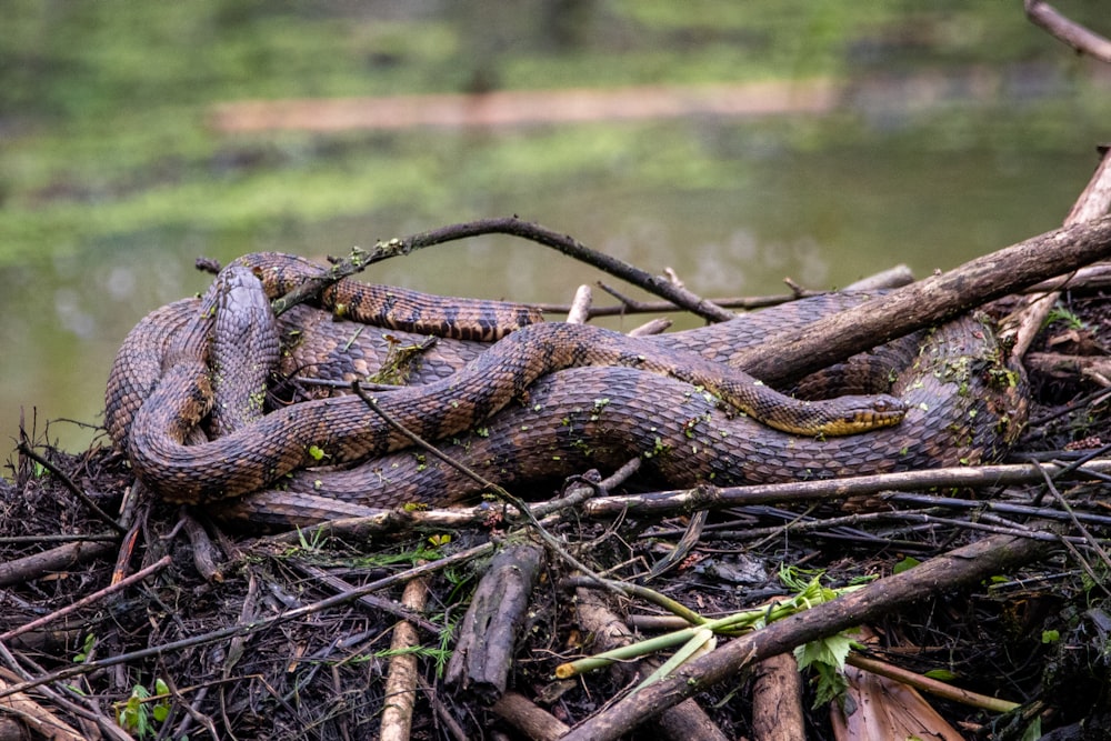 black and brown snake on green grass