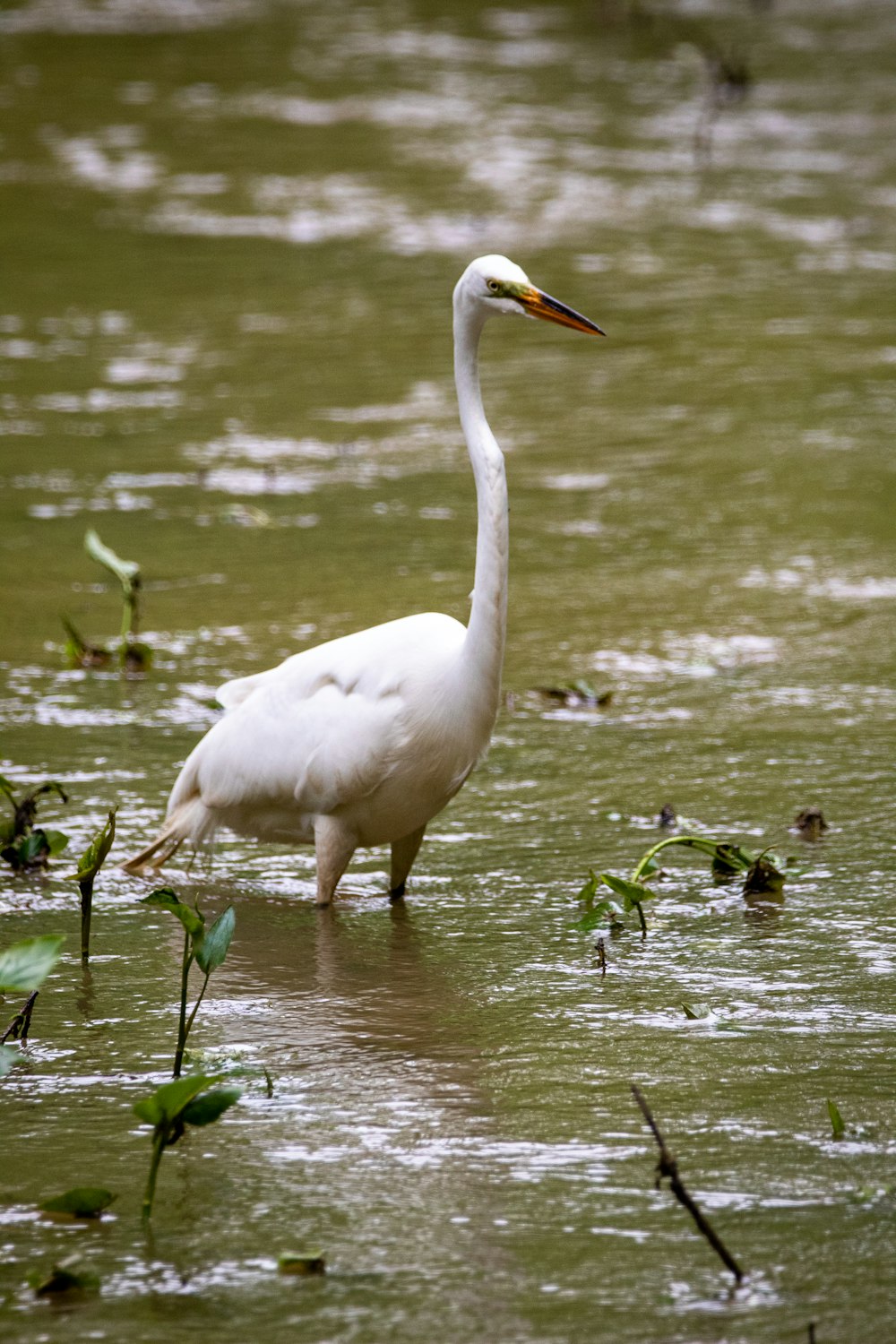 white swan on water during daytime