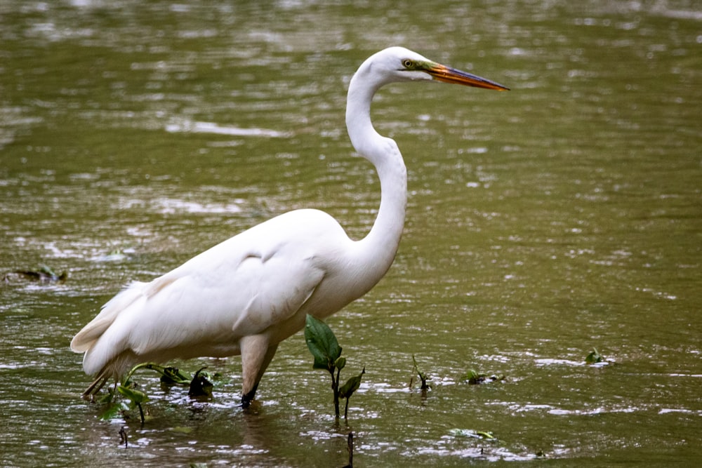 white swan on water during daytime