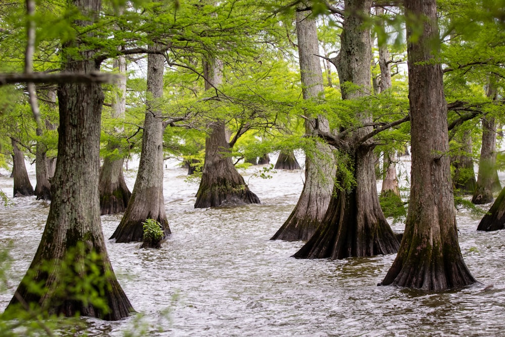 green trees on snow covered ground