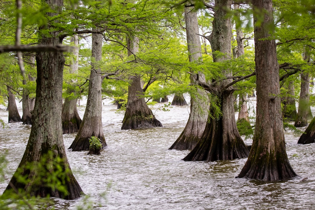 green trees on snow covered ground, A forest of cypress trees.