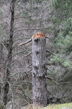 A large tree trunk is broken near the top, with remnants of jagged wood. The background consists of dense forest with bare branches and some greenery, indicating a natural wooded area.