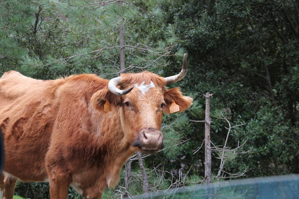 vaca marrom no campo verde da grama durante o dia