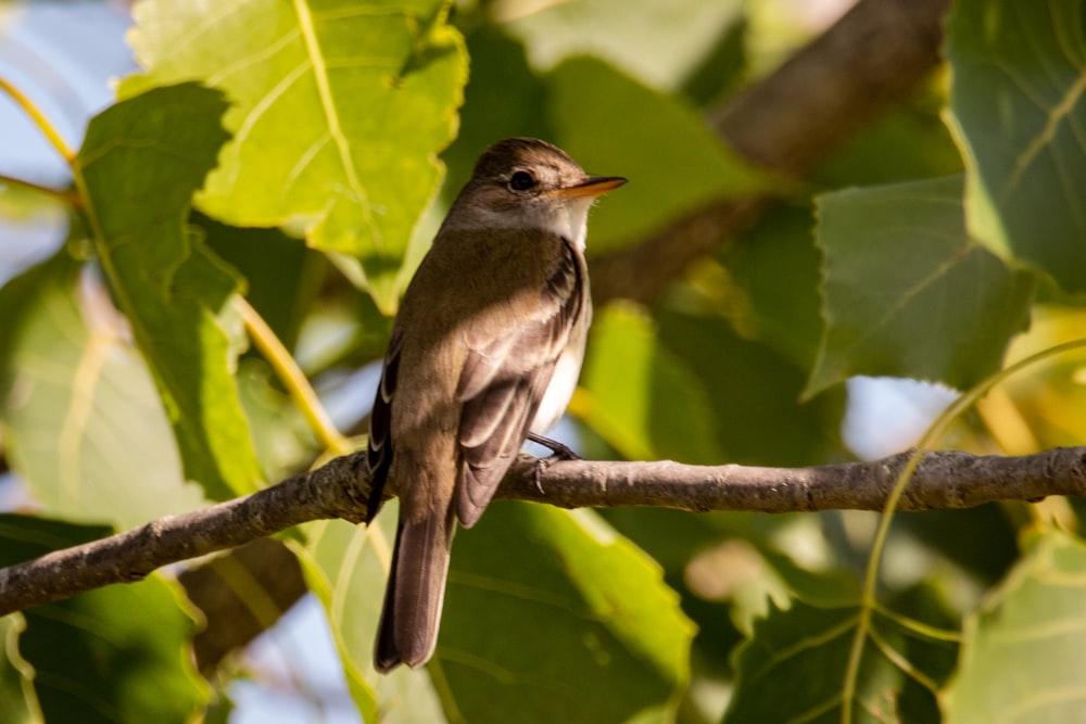 brown and white bird on tree branch