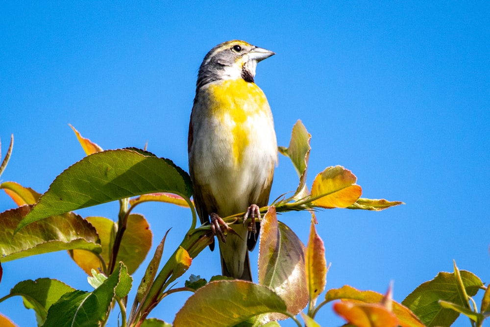 yellow and gray bird on green leaf tree during daytime