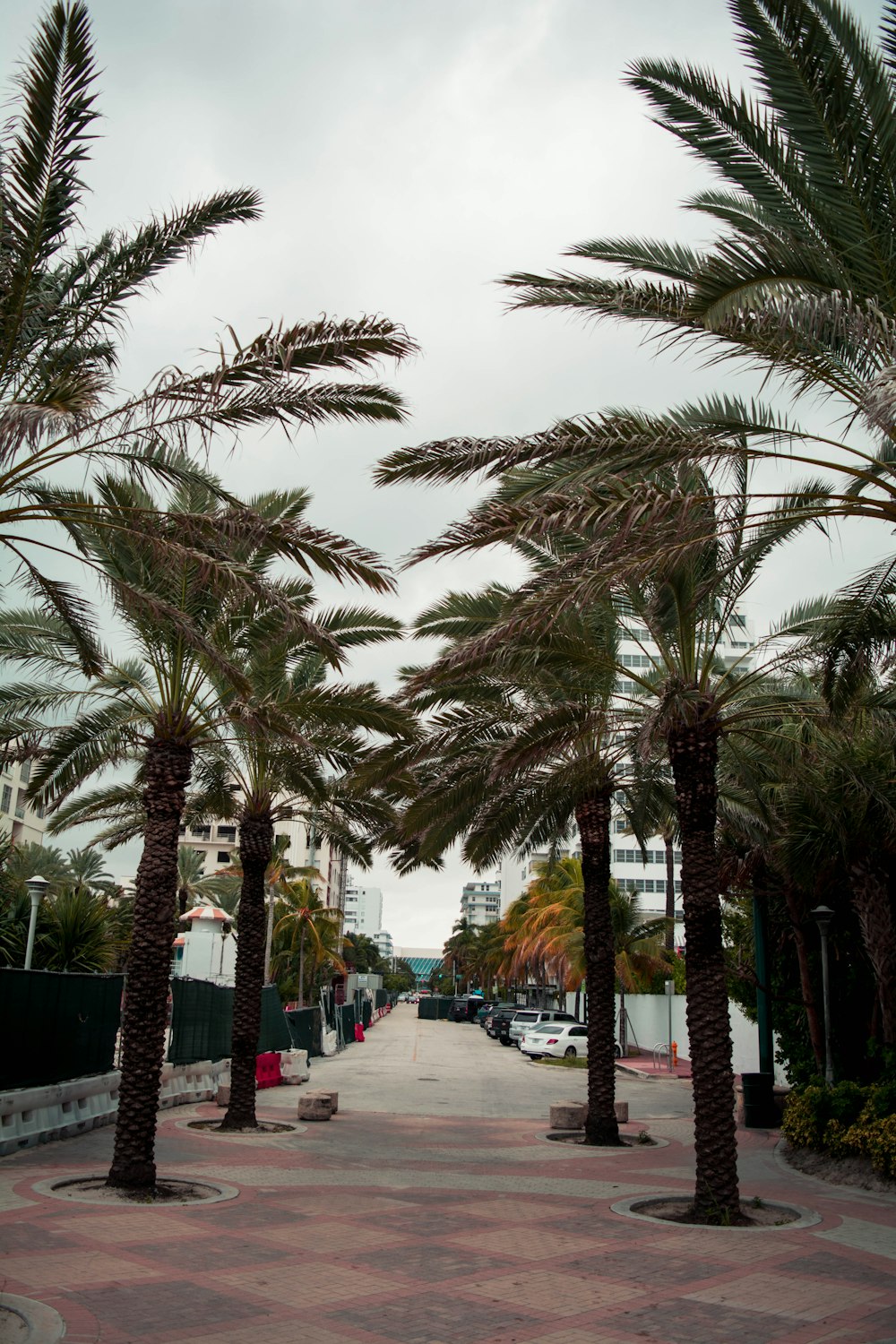 people walking on sidewalk near palm trees during daytime