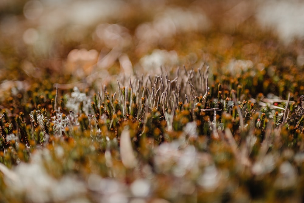 white and yellow flower field during daytime