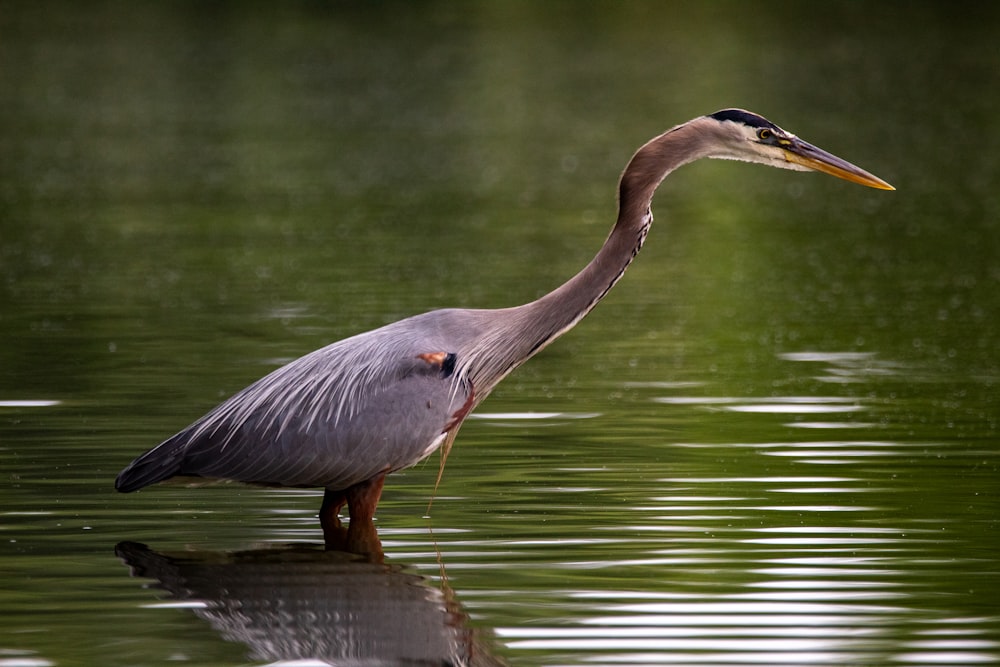 grey bird on water during daytime