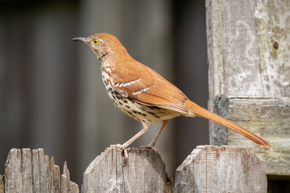 brown bird on brown wooden fence during daytime