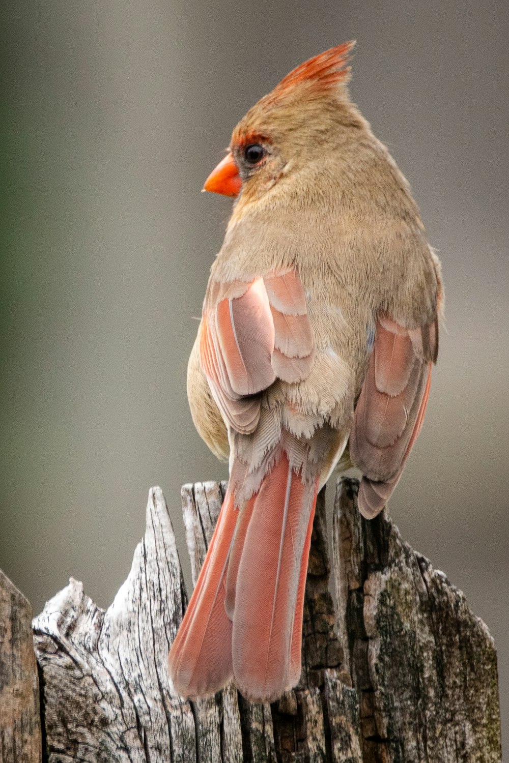 Uccello marrone e grigio sul ramo dell'albero