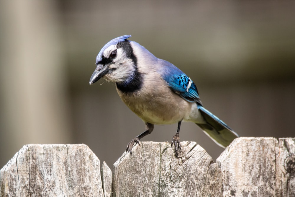 blue and white bird on brown wooden fence during daytime