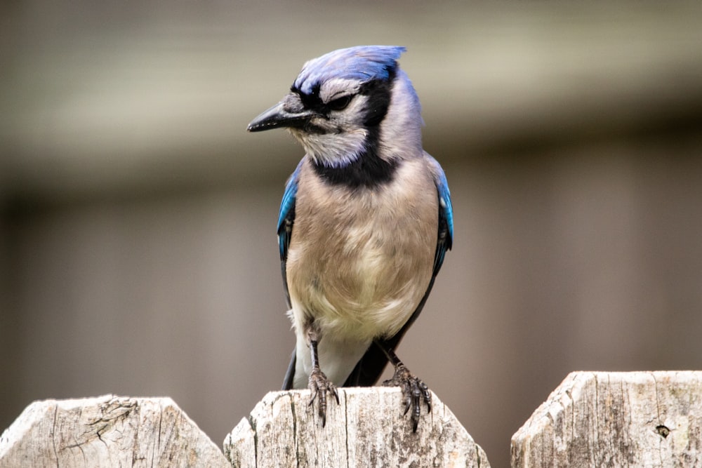 oiseau bleu et blanc sur la clôture en bois marron pendant la journée