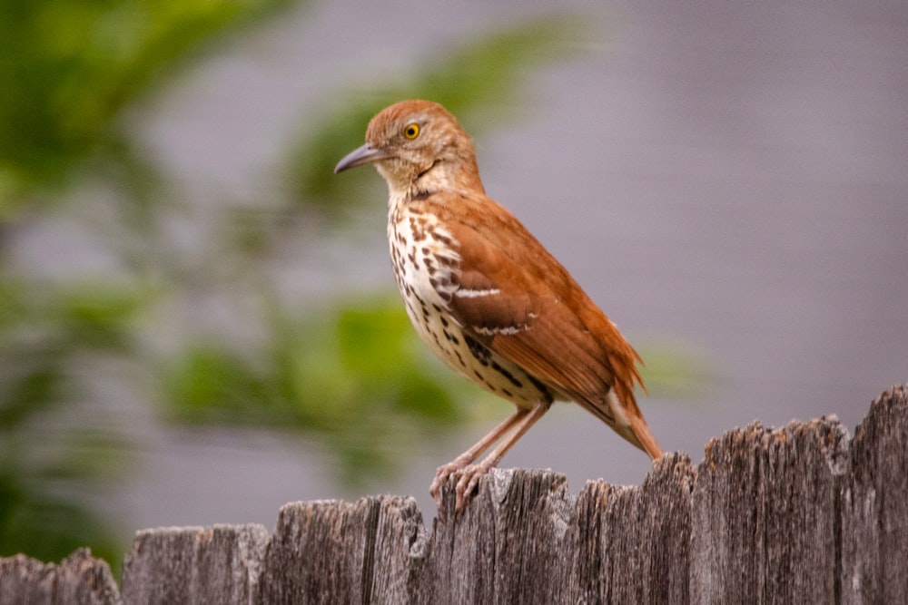 pássaro marrom na cerca de madeira marrom durante o dia