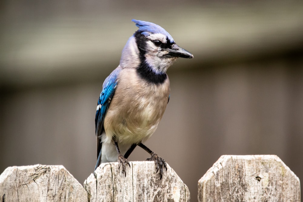 oiseau bleu et blanc sur la clôture en bois marron pendant la journée