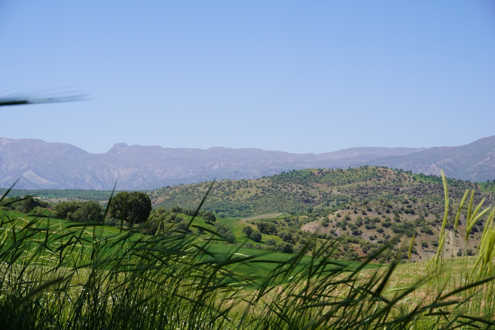 green grass field near mountain during daytime