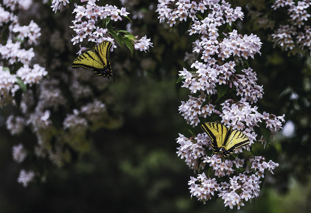 yellow and black butterfly on pink flower during daytime