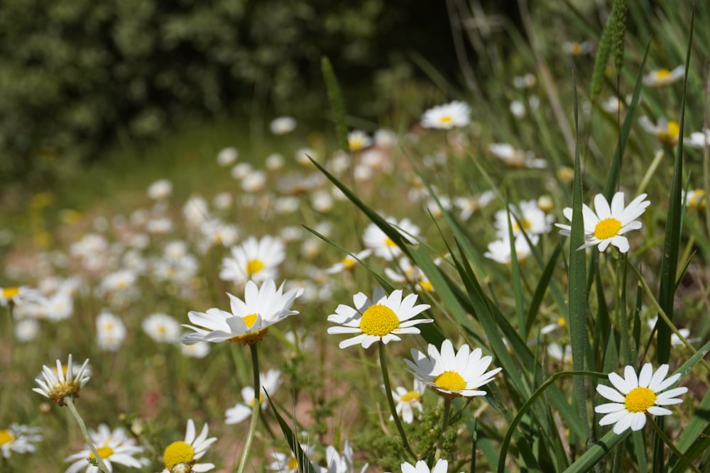 white and yellow daisy flowers