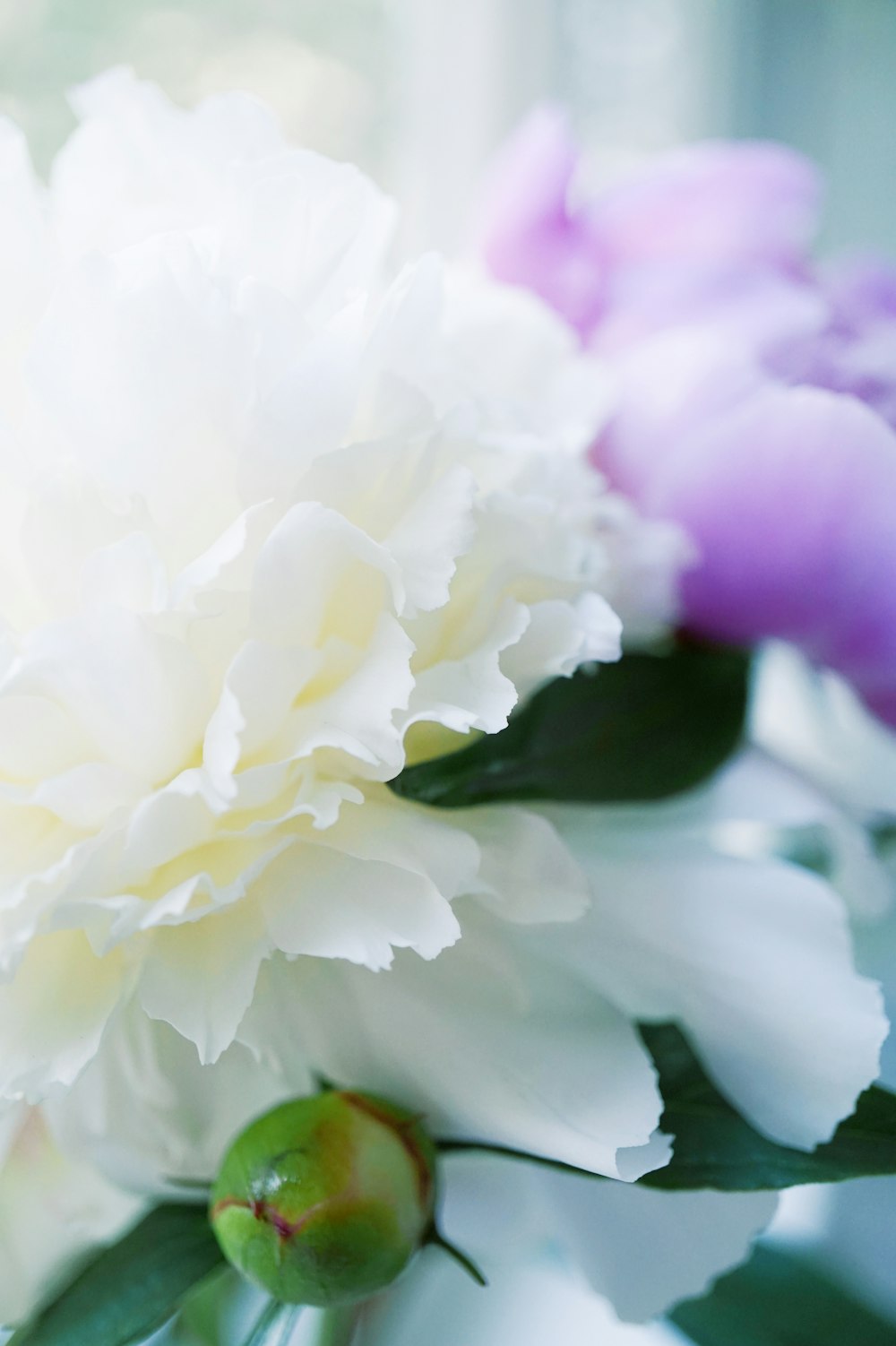 fleur blanche dans la photo macro