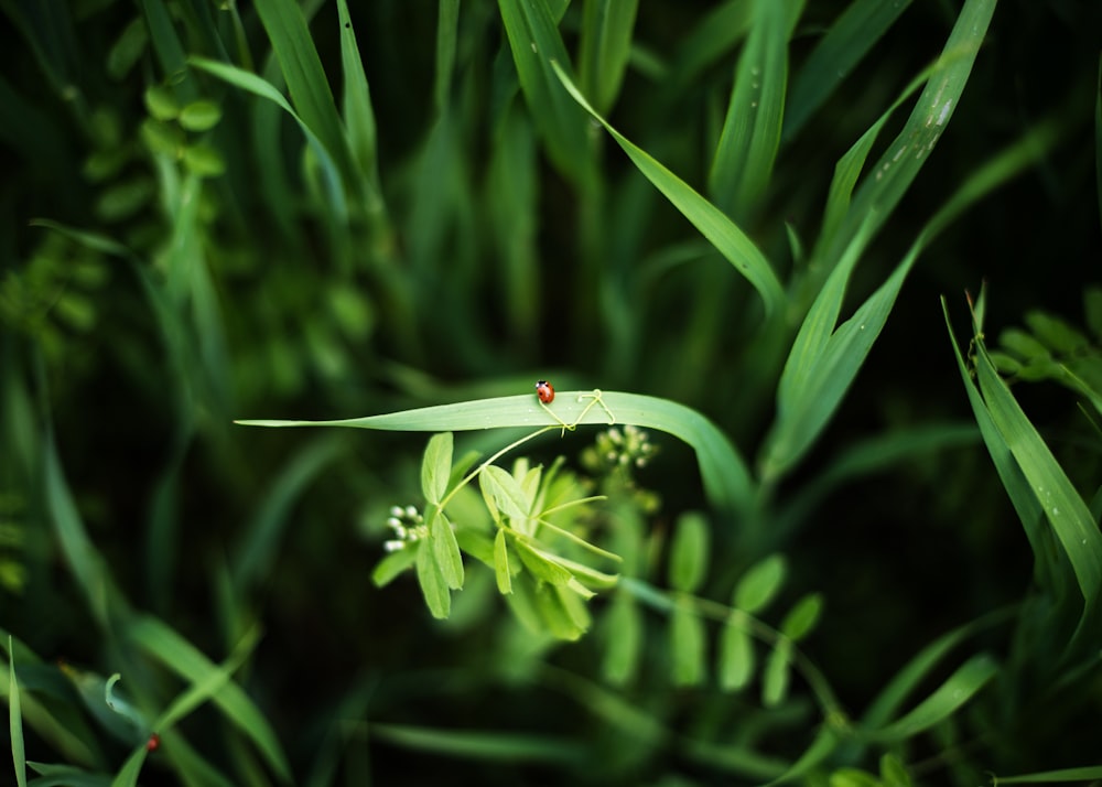 red ladybug perched on green plant during daytime