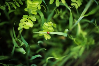 A vibrant green background of leaves and grass with a small red ladybug perched on a single blade of grass in the center.