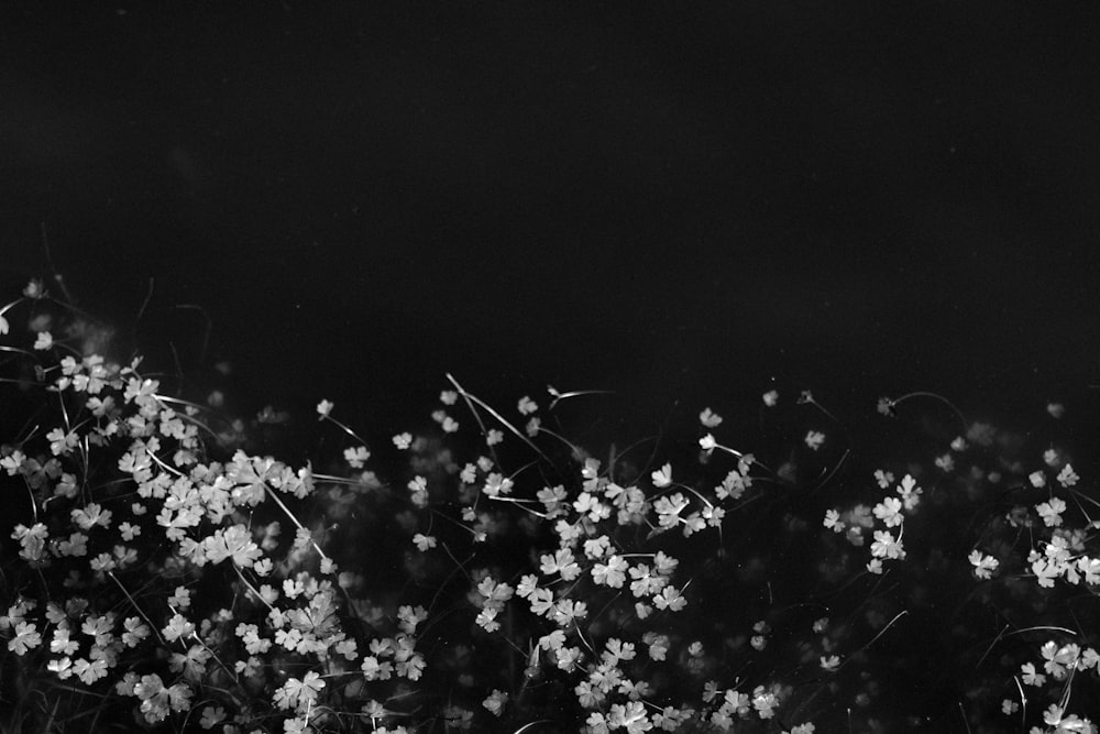 white flowers in black and white