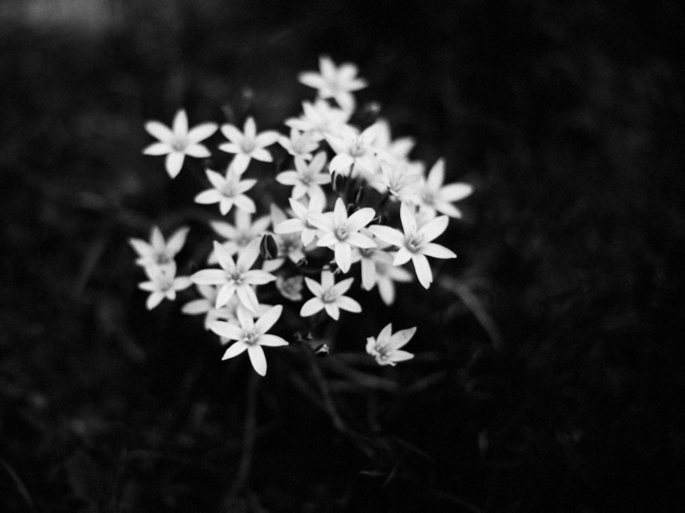 grayscale photo of white flowers